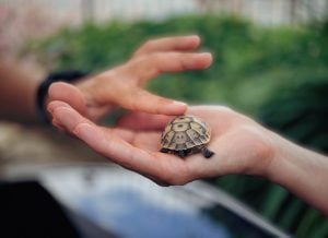 girl touching lucky turtle 