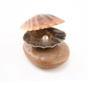 Shell with a pearl isolated on white background. Pearl meaning and how they are made.