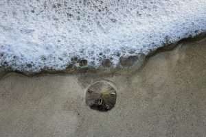 sand dollar on the beach lucky?