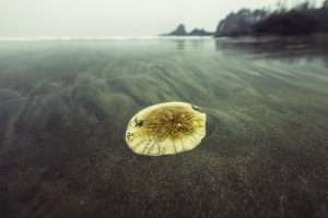 Sand Dollars on the shoreline. Sand Symbolism