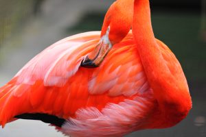 flamingo symbolism, red color bird
