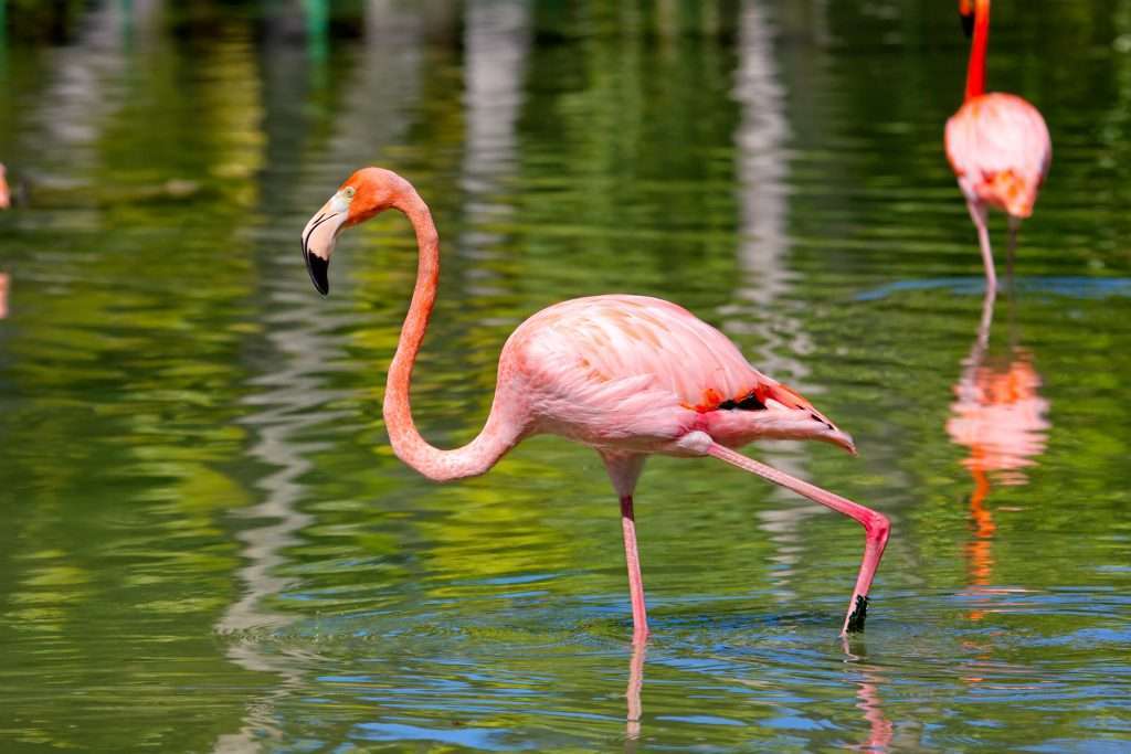 Flamingo Symbolism and Meaning! - Marahlago Jewelry