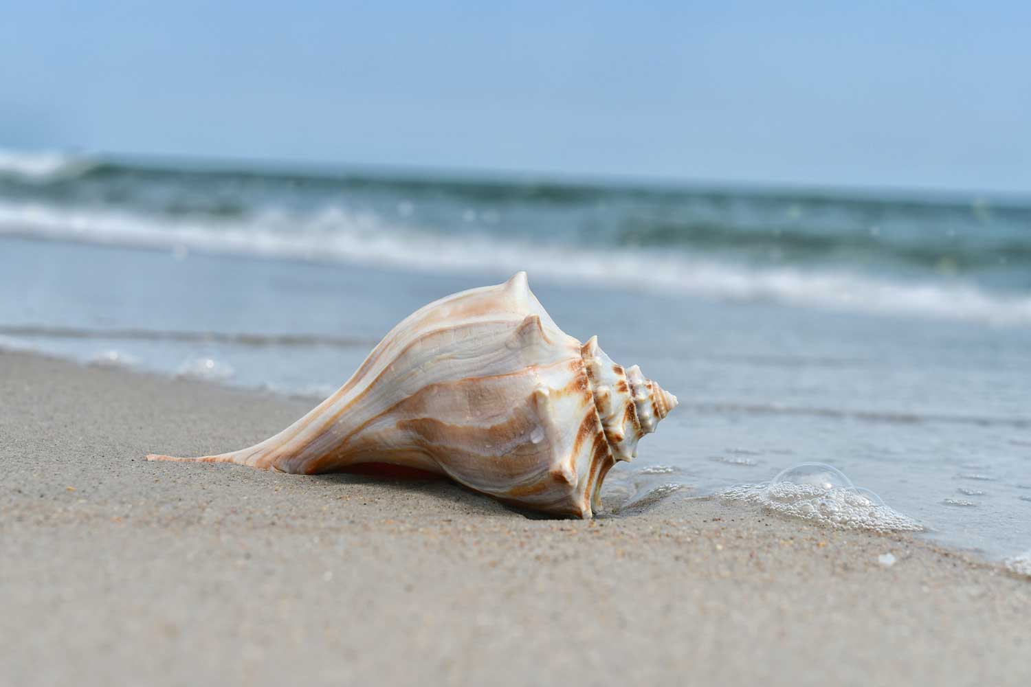 7 Facts About Seashells & Sea Life ::  :: Buy