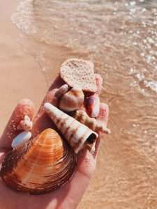 shell meaning, seashell symbolism