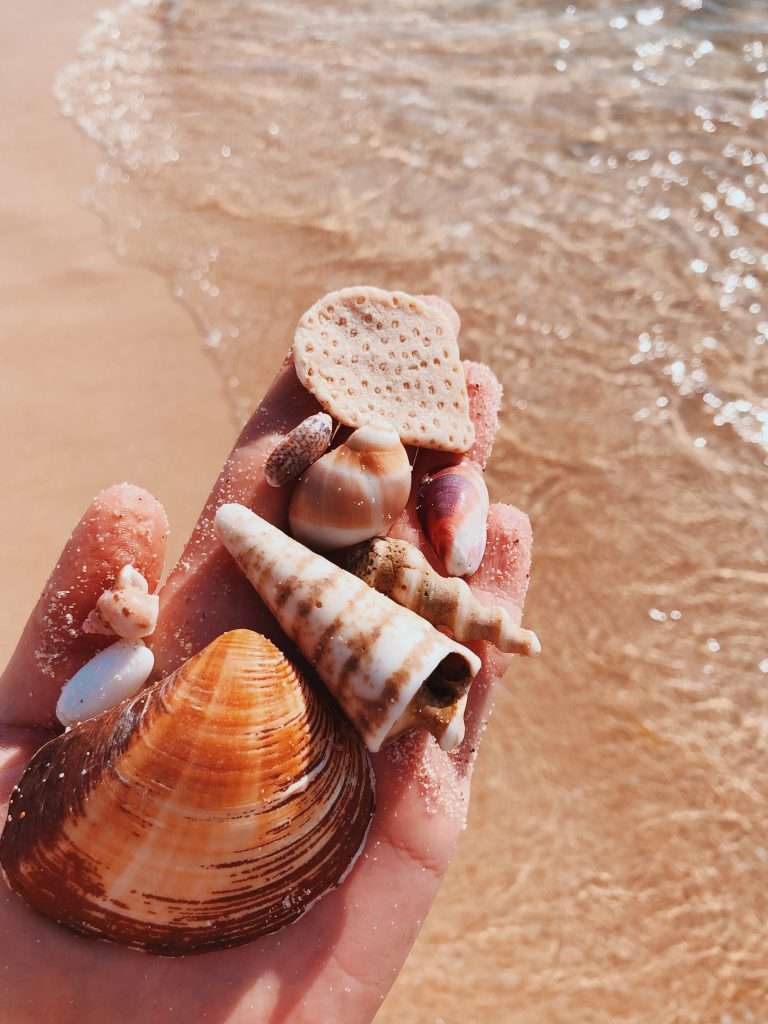 Seashell Symbolism, Shell Meaning, and Everything Else