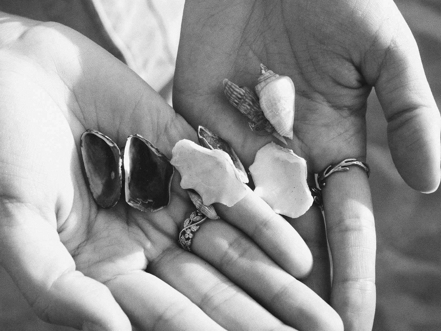 Seashell Symbolism, Shell Meaning, and Everything Else