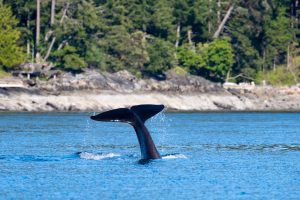 transient orca whale in the ocean of gulf islands 2023 04 24 20 34 20 utc