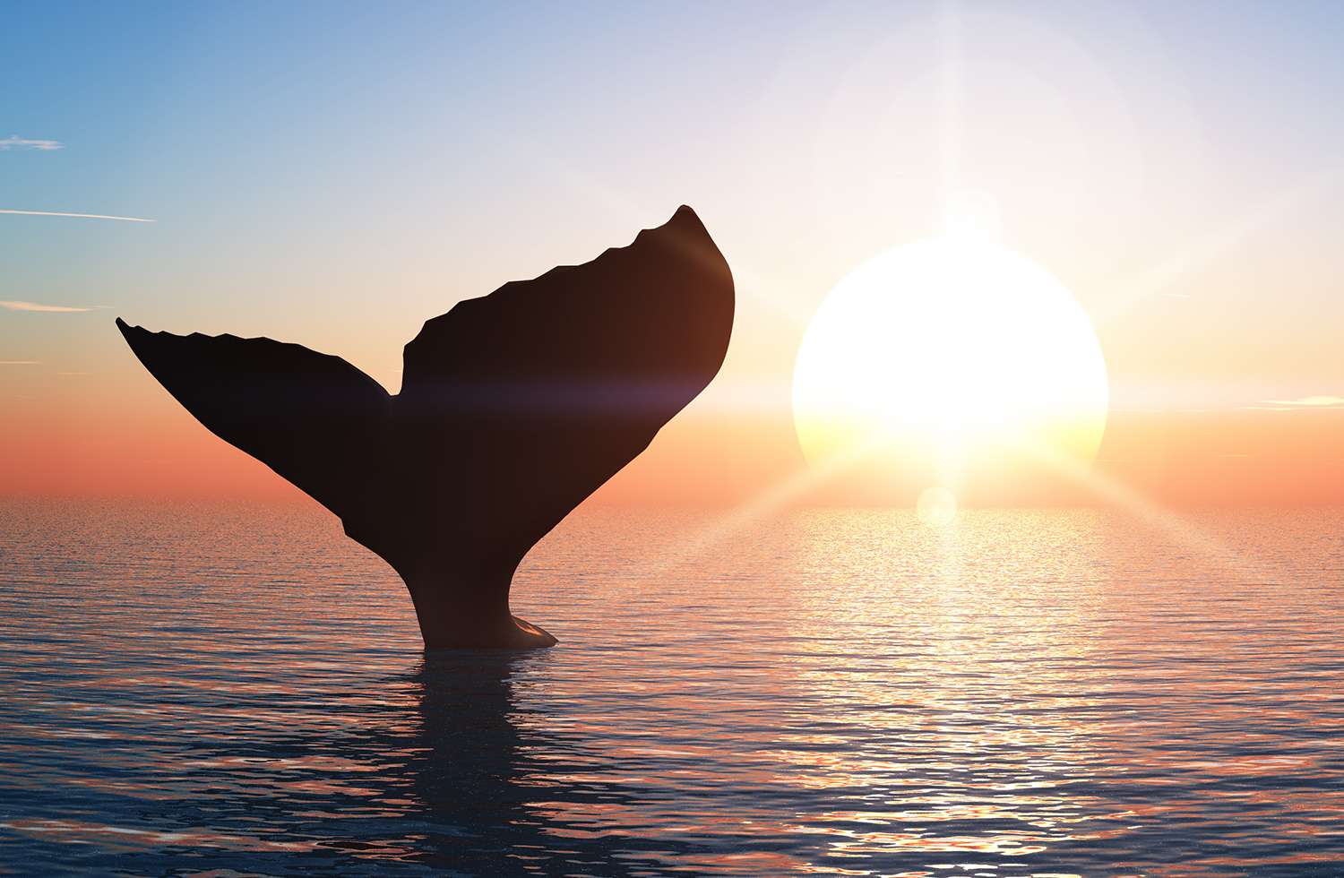 Whale Tail Meaning Symbolism and Everything Else